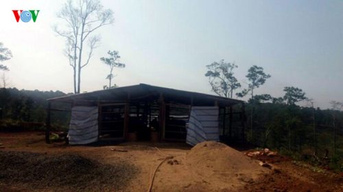 Dù tỉnh Lâm Đồng đã đóng cửa rừng, nhưng xung quanh khu nhà xây - làm trạm quản lý - bảo vệ rừng của Ban Quản lỷ rừng phòng hộ Đạm Bri, vẫn chất đống những cây thông đã được khai thác.