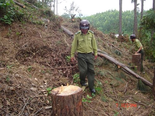 Rừng thông ở Nam Hải Vân bị tàn phá