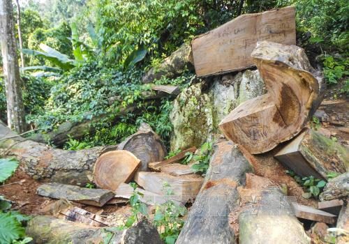 Một điểm khai thác gỗ nghiến của lâm tặc.