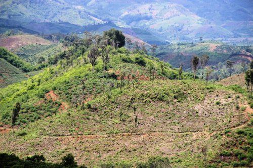 Sau khi khai thác keo, đất rừng dự án bị người dân bỏ trống hoặc trồng cà phê