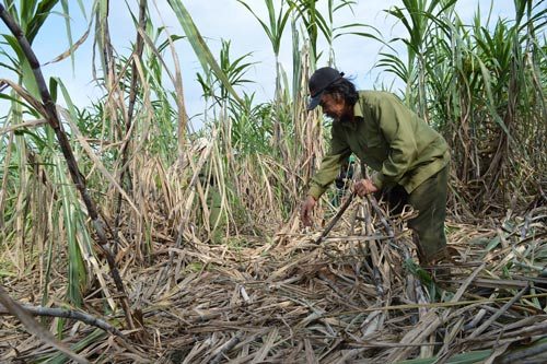 050916_rungtaynguyen1