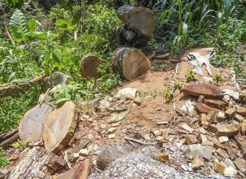 Huyện Tủa Chùa-Điện Biên thừa nhận tình trạng phá rừng