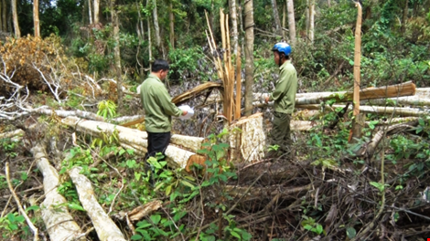 10 đối tượng đã chặt phá gần 4ha rừng (Ảnh: QA/Thanh Tra)