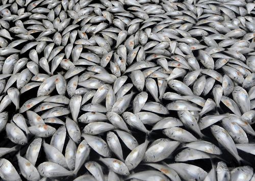 Theo Trung tâm kỹ thuật ngư nghiệp và hải dương thành phố Phúc Châu, đây là giống cá mòi nhỏ. Chúng di cư đến khu vực sông này nhưng chết hàng loạt do độ mặn của nước không phù hợp. (Nguồn: QQ)