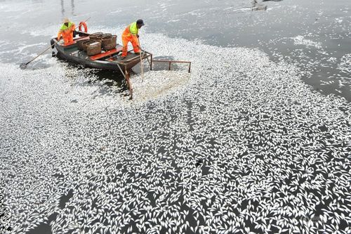 Hiện tượng cá chết hàng loạt thường xuyên xảy ra ở khu vực sông, hồ ở Trung Quốc. (Nguồn: QQ)