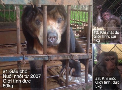 Cứu hộ chú gấu chó và hai cá thể khỉ tại Đắk Lắk (Ảnh: TCĐVCA cung cấp)