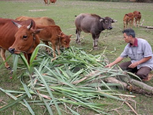 Phát triển chăn nuôi xóa đói giảm nghèo (Nguồn: TTXVN)