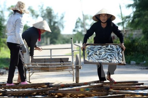 Những người phụ nữ phơi cá nục tại khu phố 4, thị trấn Cửa Việt, huyện Gio Linh, tỉnh Quảng Trị (Ảnh: Tuấn Anh/TTXVN)