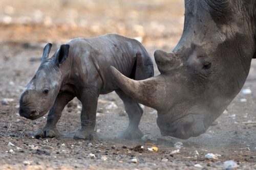 Tình trạng săn bắn trái phép tê giác để lấy sừng ở Nam Phi đang ở mức báo động. Ảnh minh họa. (Nguồn: AFP)