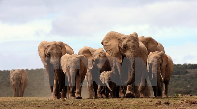 Đàn voi châu Phi tại Công viên Quốc gia Addo Elephant, cách ngoại ô Port Elizabeth khoảng 60km (Nguồn: AFP/TTXVN)