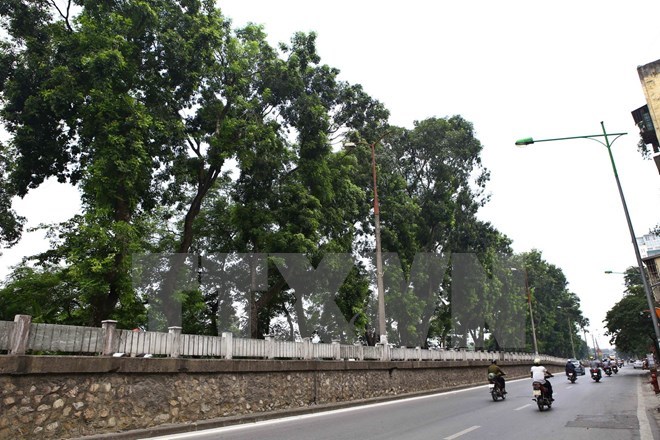 Hàng cây xà cừ trên đường Kim Mã (Ảnh: Minh Quyết/TTXVN)