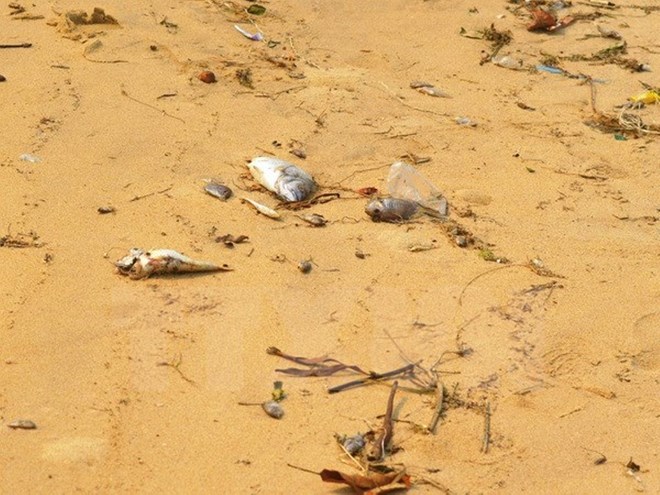Cá chết tại vùng biển tỉnh Quảng Bình (Ảnh: TTXVN)