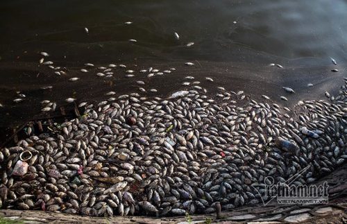 Số lượng cá chết tại Hồ Tây ước tính lên đến nhiều tấn. Ảnh: Phạm Trần