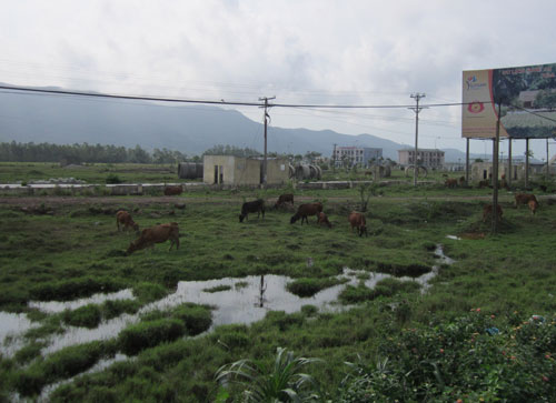 KCN Hoàng Mai hiện trở thành nơi chăn thả trâu bò của người dân