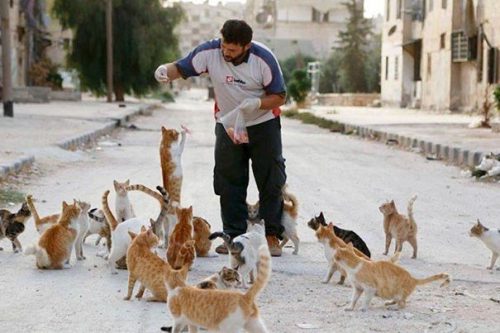 Aljaleel bên những chú mèo vô chủ tại Syria. (Nguồn: Boredpanda.com)