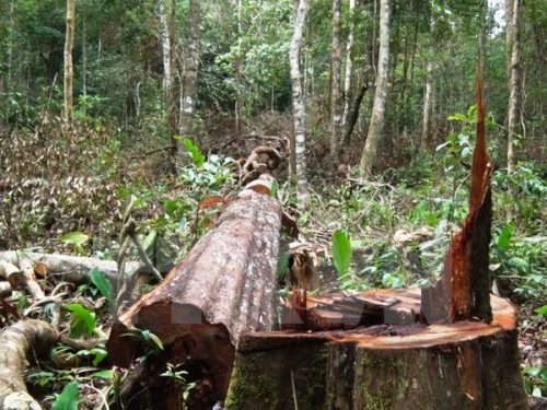 Một cây gỗ lớn vừa bị đốn hạ thuộc khu vực điểm du lịch sinh thái thác Lưu Ly. (Ảnh: Hưng Thịnh/TTXVN)