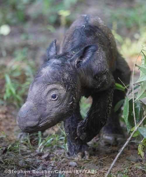 Một con tê giác con sau vài giờ sinh. (Ảnh: Tổ chức Tê giác Quốc tế)
