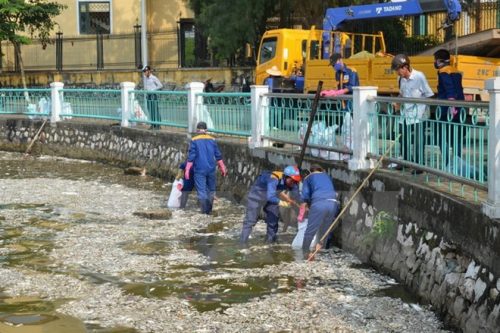 Công nhân vệ sinh môi trường thu gom cá chết tại Hồ Tây (Ảnh: Mai Linh/TTXVN)