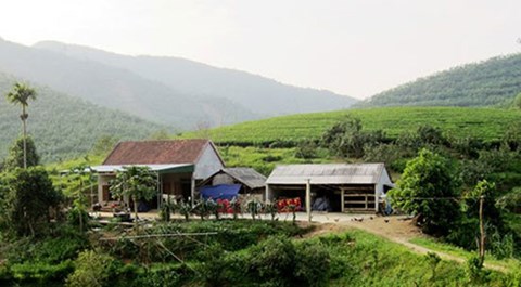 Voi rừng phá vườn nhà dân giữa đêm