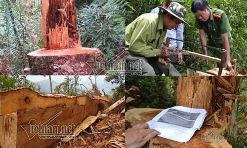 Hiện trường vụ khai thác rừng pơ mu trái phép trong Khu bảo tồn thiên nhiên Pù Hoạt