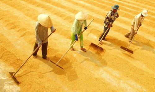 Cần gần 7.000 tỉ để tái cấu trúc ngành hàng lúa gạo Việt Nam giai đoạn năm 2020, tầm nhìn năm 2030.