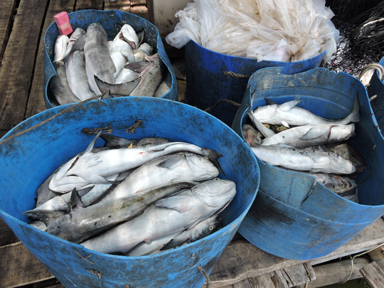Vũng Tàu: Người dân mang cá chết ra chặn Quốc lộ 51