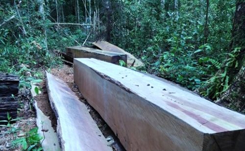 Hiện trường vụ khai thác gỗ trong Khu bảo tồn thiên nhiên Nam Nung (Đắk Nông).
