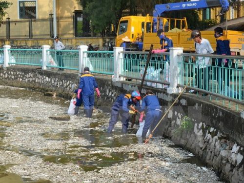 Công nhân vệ sinh môi trường thu gom cá chết tại Hồ Tây (Ảnh: Mai Linh/TTXVN)