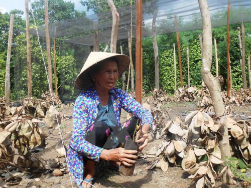 Vườn tiêu trồng ở Bình Phước chết dần do hạn hán năm 2016. (Ảnh: Đậu Tất Thành/TTXVN)