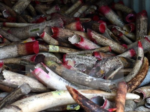 Ngà voi chuẩn bị được tiêu hủy tại Malaysia (Nguồn: AFP/TTXVN)