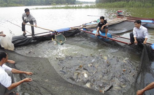Nuôi trồng thủy sản ở Hà Nội chủ yếu vẫn là mô hình sản xuất nhỏ và khâu kiểm tra chất lượng hàng hóa thành phẩm hầu như bỏ ngỏ (Ảnh: Đỗ Minh)