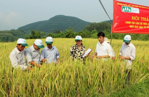 Đại biểu tham quan mô hình canh tác lúa cải tiến SRI bản Huổi Hán (xã Nậm Xe, huyện Phong Thổ).