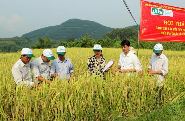 Tín hiệu vui từ mô hình canh tác lúa cải tiến SRI
