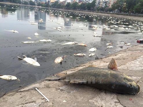 Cá chết tại hồ Hoàng Cầu xảy ra vào tháng 6/2016. (Ảnh: Minh Sơn/Vietnam+)