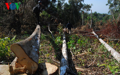 Rừng phòng hộ ở Gia Lai bị tàn phá