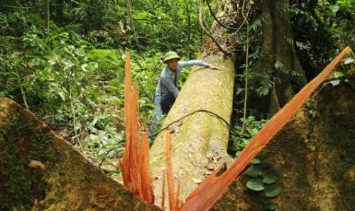 Một cây gội nếp đường kính hơn 1,3m, cao hơn 50m bị đốn hạ chưa cắt xẻ