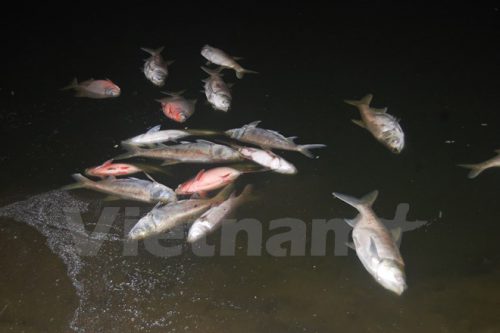 Các cơ quan có trách nhiệm vẫn chưa đưa ra câu trả lời thỏa đáng cho nghi vấn "đánh tháo" cá chết ra khỏi hồ Linh Đàm ngày 27/10 vừa qua (Ảnh: Sơn Bách/Vietnam+)