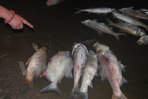 Bức ảnh này ghi lại hiện tượng cá chết vào lúc 1 giờ 49 ngày 27/10, trước thời điểm vị Phó Giám đốc Sở Xây dựng cho rằng hiện tượng cá chết bắt đầu khá lâu (Ảnh: Sơn Bách/Vietnam+)