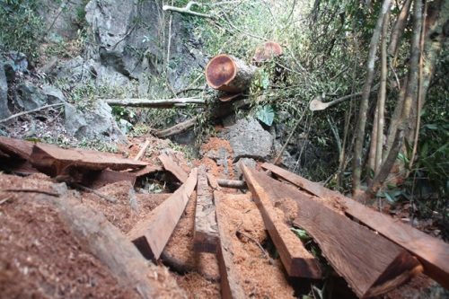 Gỗ nghiến bị lâm tặc băm xẻ trong rừng đặc dụng Phong Quang (Ảnh: H.V/Vietnam+)