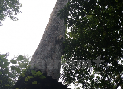 Cây gỗ nghiến cổ thụ tại rừng đặc dụng Phong Quang đang cần được bảo vệ nghiêm ngặt. (Ảnh: H.V/Vietnam+)