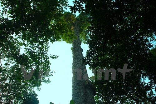 Đeo biển cho những cây gỗ quý trong rừng đặc dụng Phong Quang