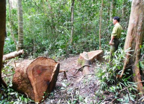 Nhiều cây gỗ dổi có đường kính 70 cm đã bị lâm tặc chặt không thương tiếc