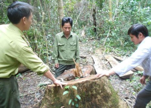 Kiểm lâm huyện Vĩnh Thạnh cùng cán bộ Ban quản lý rừng phòng hộ huyện đang kiểm tra khu vực hiện trường chặt phá rừng tại khoảnh 4, tiểu khu 183