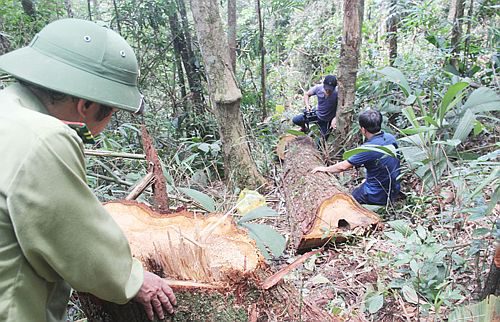 Cơ quan chức năng kiểm tra việc phá rừng Pơmu tại Quảng Nam