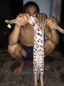 Cá thể mèo rừng được thanh niên dùng tay nắm hai chân kéo ra hai bên. Ảnh: Facebook Bi Kyo.
