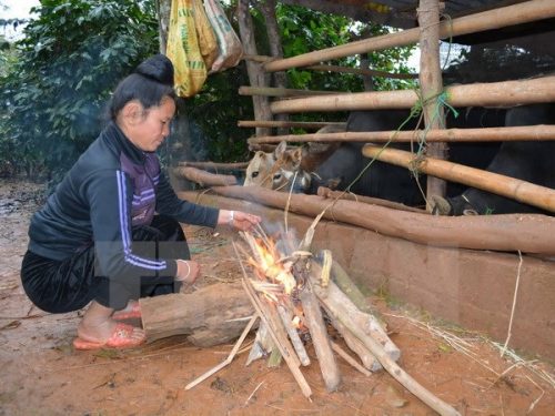 Người dân bản Tò Lọ, xã Chiềng Đen, thành Phố Sơn La, đốt lửa sưởi ấm cho gia súc. (Ảnh: Công Luật/TTXVN)