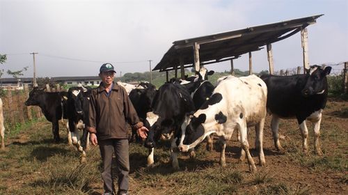 Ngành chăn nuôi bò sữa rất cần những khu xử lí chất thải tập trung
