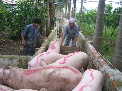 Chăn nuôi lợn tại Việt Nam nên dừng phát triển nóng để tập trung vào xử lí môi trường
