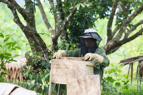 Tạo dựng cuộc sống mới nhằm giảm thiểu sự phụ thuộc vào rừng nhiều hộ dân ở Phú Lương lựa chọn mô hình nuôi ong. (Ảnh: Đới Khánh Hà)
