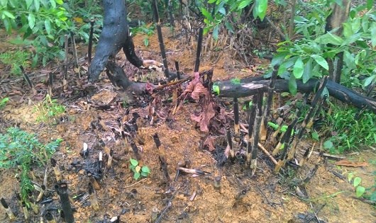 Tiếp bài hàng chục hecta rừng Hà Tĩnh bị “triệt hạ” trái phép: Cơ quan bảo vệ rừng nói gì?